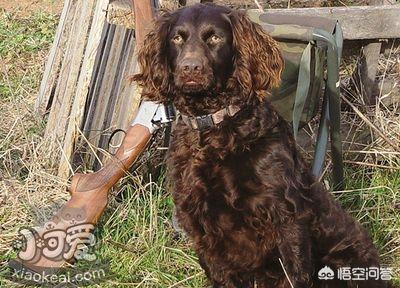 阿富汗猎犬幼犬喂养:博伊金猎犬怎么养该犬的饲养注意事项？