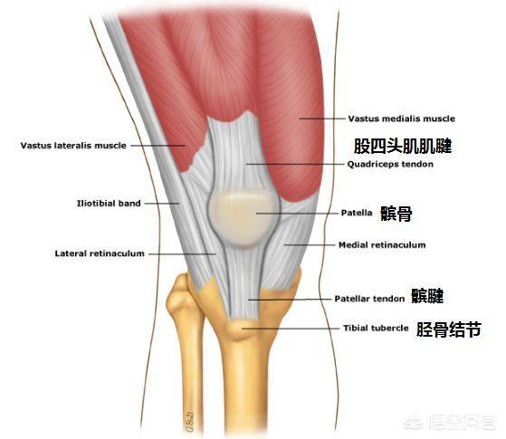 复发性髌骨脱位 概念:膝关节脱位是一种怎样的体验？该如何诊治？