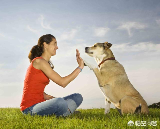 手工宠物床:奇葩的养宠省钱小妙招，你知道几个？