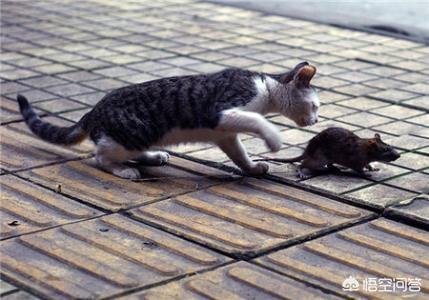 笼养猫的好处:养猫的十个好处 大家的猫都是散养还是关笼子里养？