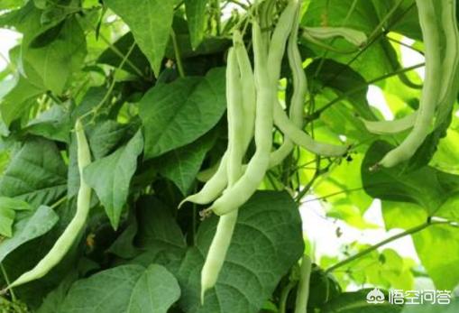 秋四季豆什么时候播种最好，入伏期间可以播种吗？