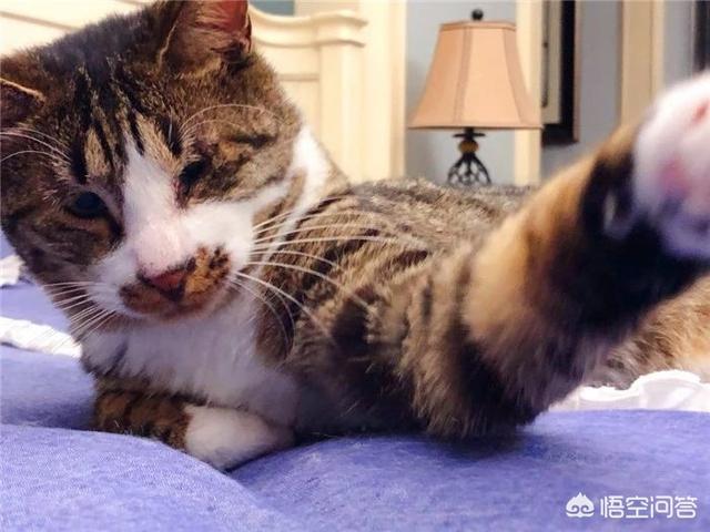 炸弹宠物:如何让猫咪适应和新生儿共处一室？ 炸弹宠物配方
