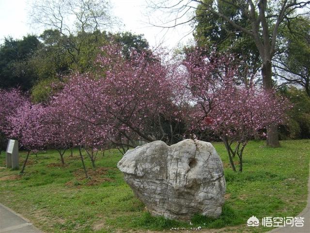 兔子吃什么会拉肚子:兔子吃什么药止泻，兔子止泻食物有哪些？