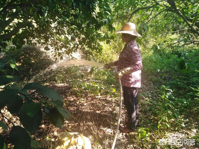 苞芽子真菌性皮肤病:沙田柚种植新技术有哪些？