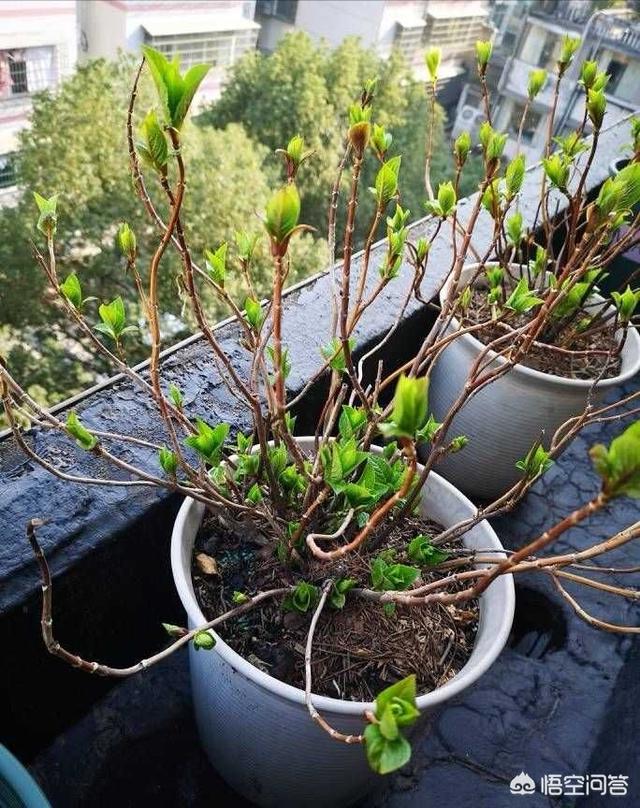 供应八仙花:八仙花花语 八仙花如何从红转蓝？有哪些实用的方法？