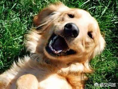 狗狗剃毛器:给狗狗剪毛总是不让剪怎么办？