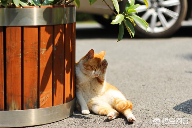 如何养胖橘猫:橘猫怎么变圆脸，橘猫可以发腮吗？