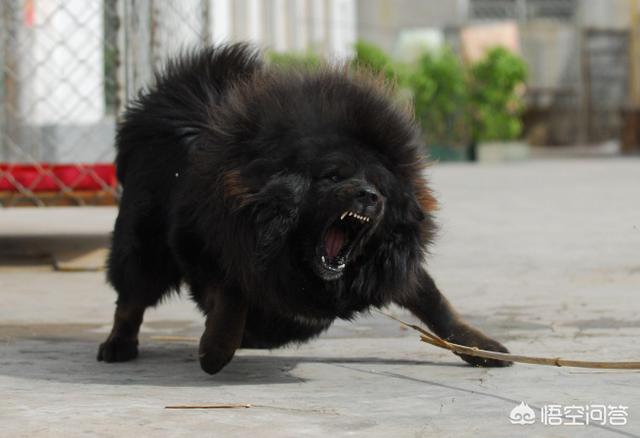藏 獒:大型的纯种藏獒与鬣狗搏斗，无人类干预下，藏獒能打赢吗？