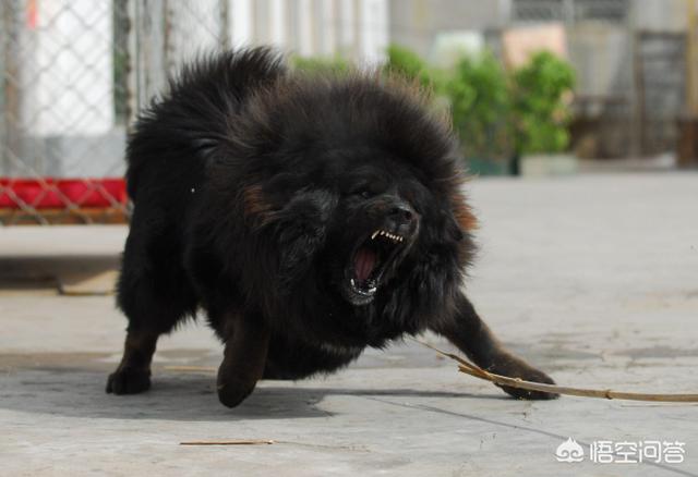 大型犬斗狗打架视频:大型的纯种藏獒与鬣狗搏斗，无人类干预下，藏獒能打赢吗？