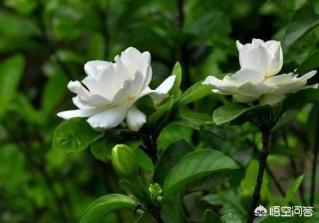 枙子花朵变黄了,要摘掉吗？