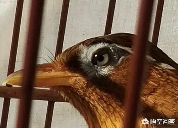 中国养鸟论坛画眉乐园:如何让被“叫落”的画眉鸟，恢复鸣叫？