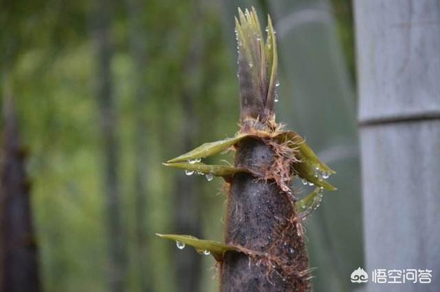 狗狗震多震 粤语:汉字振和震的含义有何区别？怎么用才妥贴？