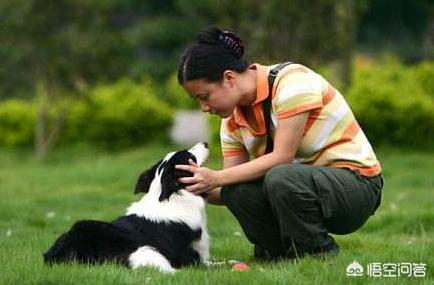 边境牧羊犬训练教程这3点你必须知道:怎样训练边牧才会对我服服帖帖？ 边境牧羊犬怎样训练成警犬