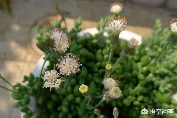珍珠吊兰冬天放在哪里:珍珠吊兰放在家里哪个位置 珍珠吊兰如何养护能开出芬芳的小花？