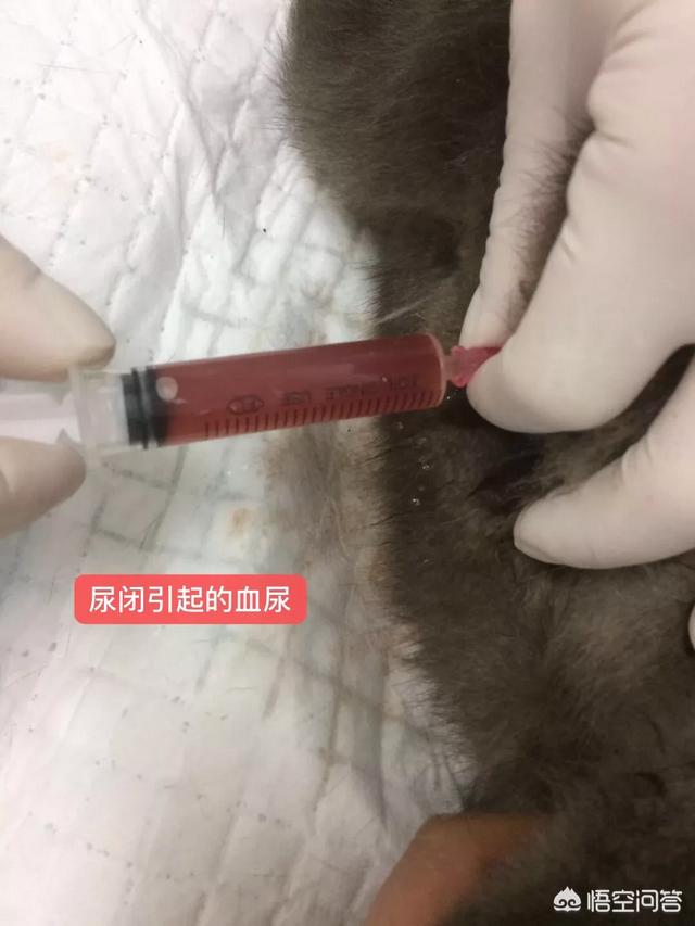 三个月猫不认主人乱咬乱抓:猫离家两个月回来后不认家，不认人，不认猫，为什么？