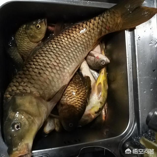 钓鱼视频大全草鱼鲤鱼?路亚草鱼钓鱼视频