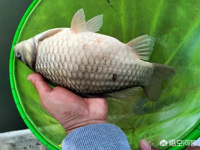 台湾软骨鲫鱼:去水库钓一天鲫鱼为主，用什么打窝怎么打还是抽饵？