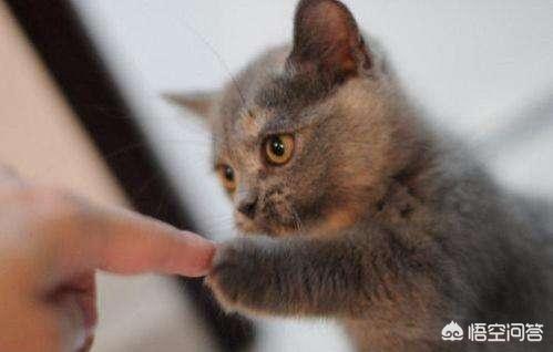 中国狸花猫在国外:养品种猫和一般宠物猫区别是什么？