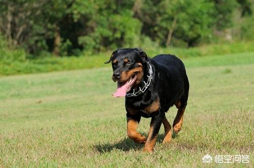 英牛犬吃什么长得快:请问小狗吃什么长的快，要经济实惠还有省钱的？ 喂什么对英牛幼犬的毛色好