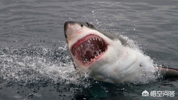 虎鲨鱼有多强悍，大白鲨有哪些特别厉害之处？