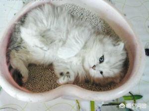 猫砂盆有放厨房的吗:猫在什么情况下会拉在猫砂盆外边？