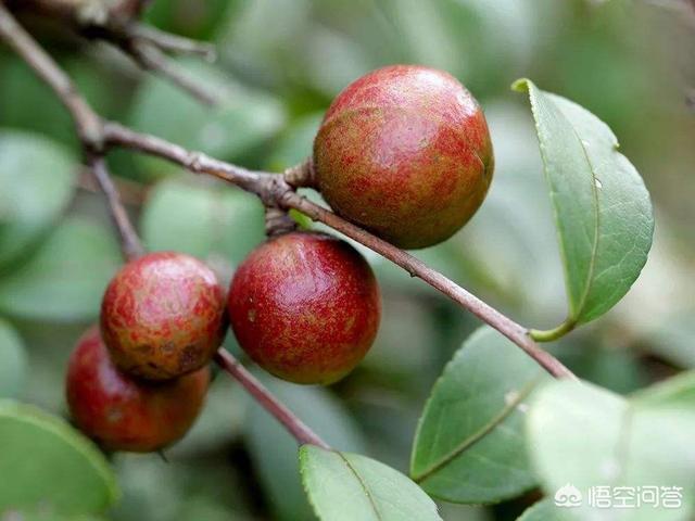 油茶树种植(油茶树种植成本与利润)