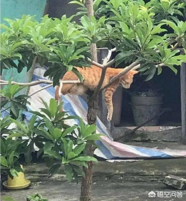 猫咪睡在猫砂盆:小猫喜欢玩猫砂，该怎么办？