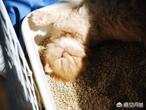 猫咪睡在猫砂盆:小猫喜欢玩猫砂，该怎么办？