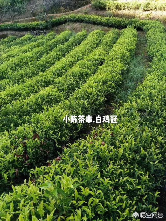 新茶季，最早上市的武夷岩茶是肉桂吗？
