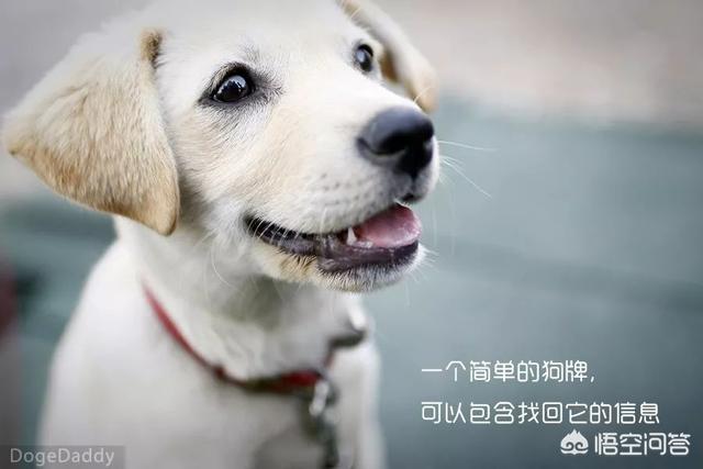 没有狗活不下去 漫画下载:如何有效解决狗狗“撒手没”的问题？