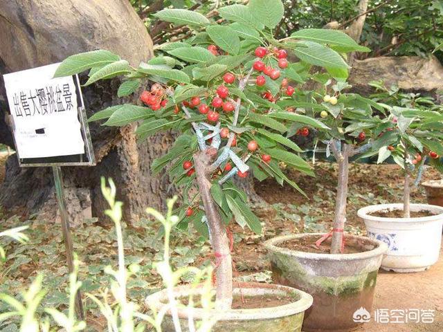 盆栽樱桃番茄种植方法:如何在阳台上种植盆栽圣女果吗？盆栽圣女果有哪些方法和技巧吗？