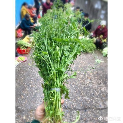 农村老人爱说：三月三,荠菜当灵丹,有道理吗？