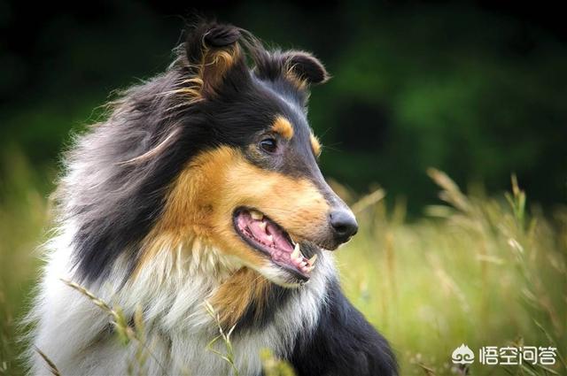 匈牙利牧羊犬怎么看路:牧羊犬关节炎需要注意什么？牧羊犬关节炎走不了路怎么回事？