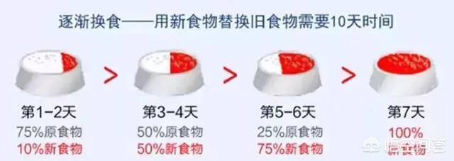 萨摩耶图片:1岁萨摩的毛变硬是怎么了？