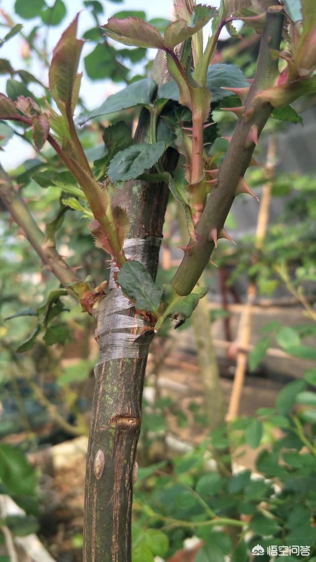 头条问答 - 扦插成活后的蔷薇杆嫁接微型月季,嫁接成活后养护一段时间