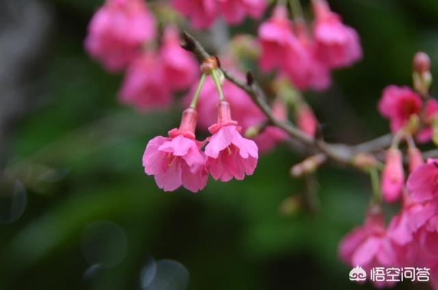 樱花到底是什么花？跟我们常见的樱桃树的花有什么不一样？