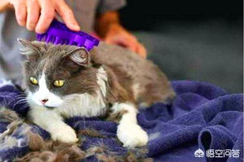 三文鱼边角料做猫饭:猫猫掉毛多吗？大家都是怎么处理的，有没有什么建议？