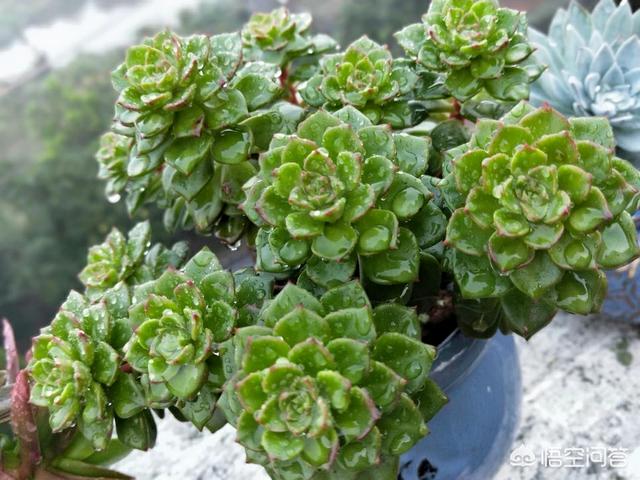多肉植物栽培:网购多肉植物如何处理？如何种植？