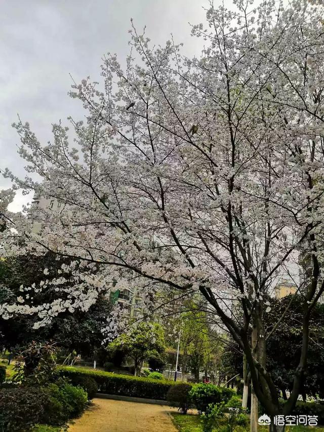 春季看樱花,那么樱花有分几个品种吗？分地区吗？