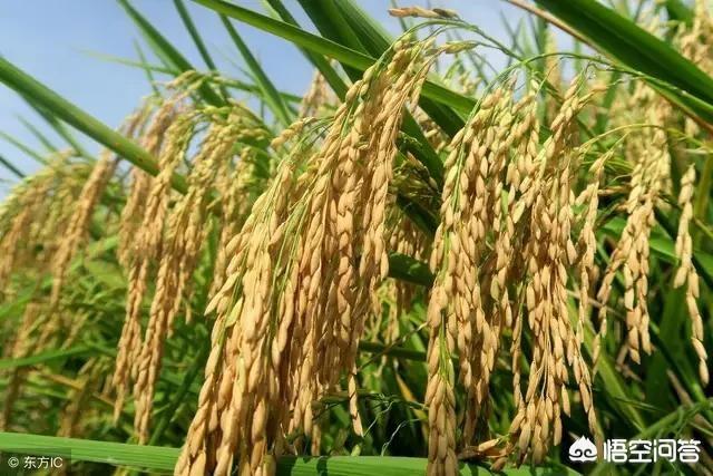 白小燕:影响稻茬麦产量的主要因素有哪些如何选种、如何田管呢