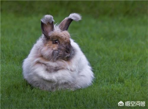 兔子吃什么会拉肚子:兔子吃香蕉拉稀，兔子吃香蕉皮有事吗？