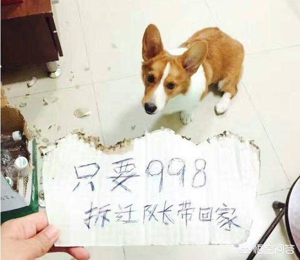 大小姐的训狗技巧:请问大家都是怎么训狗的，小视频里的狗狗一个比一个听话？