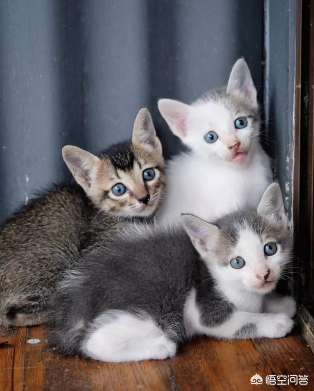 幸运土猫:土猫当中什么品种最受大家欢迎？