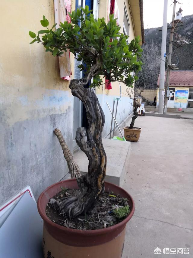 小叶女贞子树桩盆景:女贞子老桩盆景制作方法 如何区分雀梅与小叶女贞？