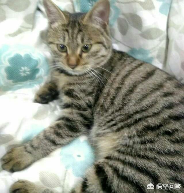 外国评价中国狸花猫:把狸花猫放到非洲大草原，狸花猫可以存活下来吗？为什么？