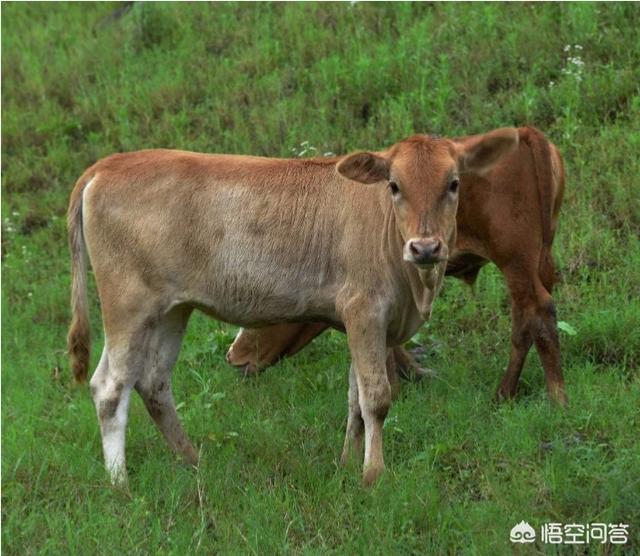 一头奶牛多少钱报价:入手养30头牛，有哪些成本，一年最少有多少利润？