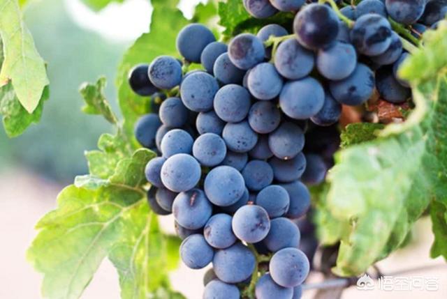 鲜葡萄怎样做葡萄酒，简单家庭酿造葡萄酒的方法是什么