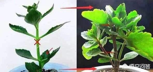 天人菊小苗摘心:长寿花什么时候打顶好？需要注意什么？