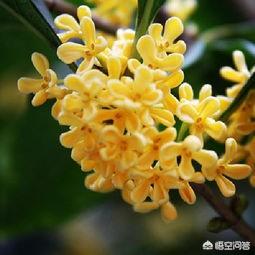 桂花树的风水禁忌,农村院子里种桂花树怎么样？