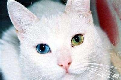 蓝色波斯猫:为什么蓝猫眼睛颜色不同？